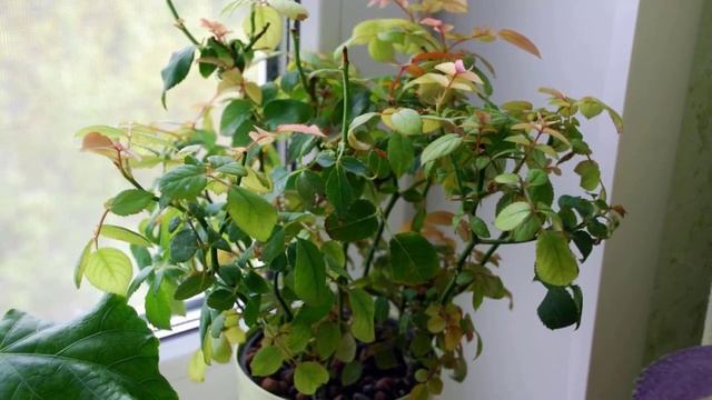 Паутинный клещ на комнатных растениях. Как определить и что делать. смотреть онлайн