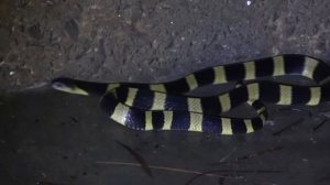 Малайский, или голубой крайт.  Очень опасная змея!