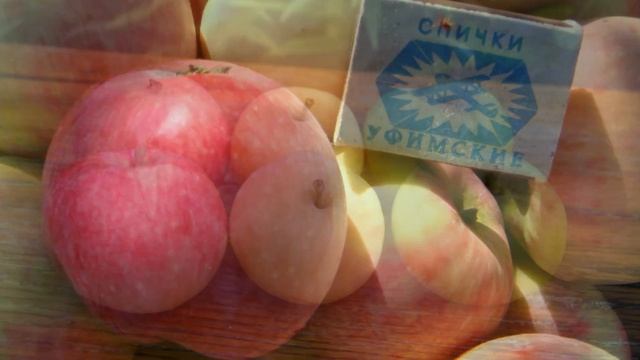 Сорт яблони Мальт багаевский смотреть онлайн