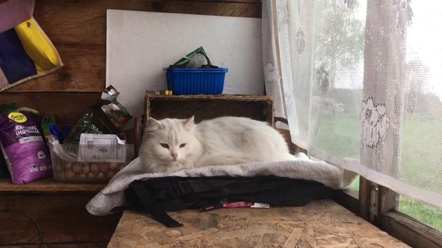 Отличная пуходёрка - триммер для домашних животных / Алиэкспресс / Нужные вещи смотреть онлайн