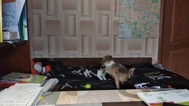 Бокс 2 собак смотреть онлайн