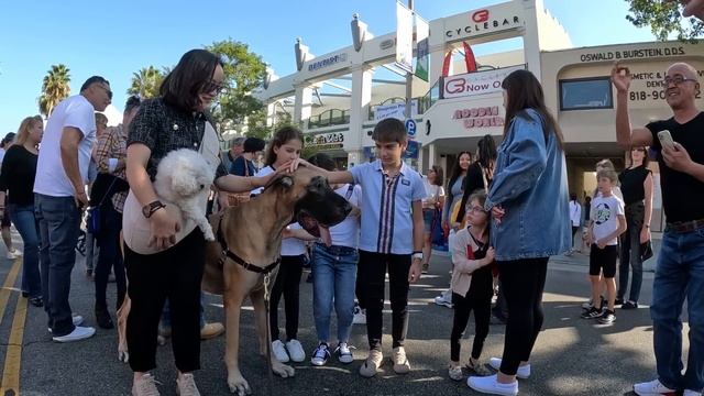 Cash 2.0 Great Dane at the Sherman Oaks street fair 2022 (9 of 11) смотреть онлайн
