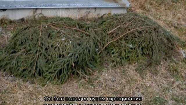 Цирковые Шоу с Трюками и Фокусами