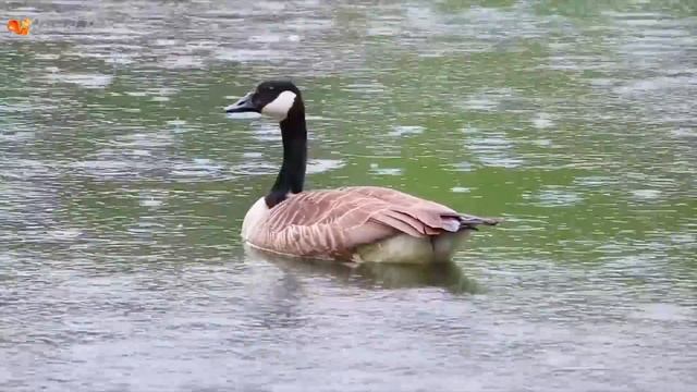 Habitat of animals: sea animals, farm animals: cows, chickens, horses, dolphins, sharks смотреть онлайн