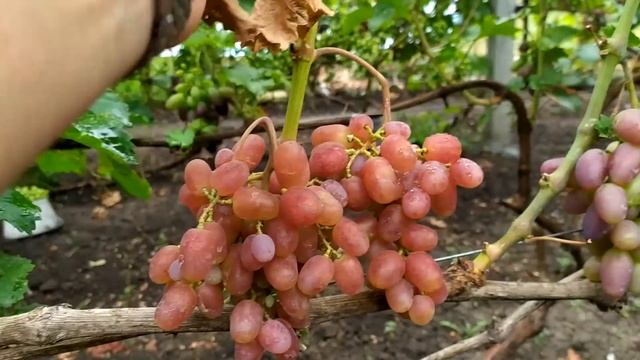 Виноград  созрел. 7 августа 2021г.