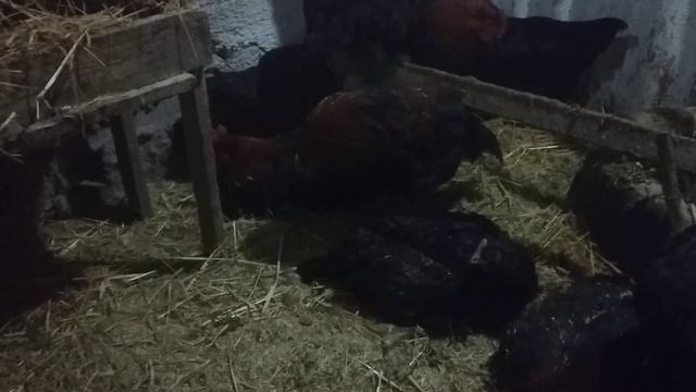 Маран черно медный, обзорчик смотреть онлайн