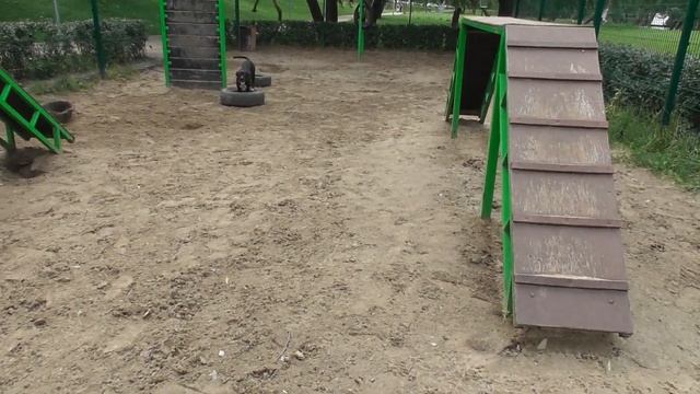 Питбули на свободном выгуле |Собачья площадка смотреть онлайн