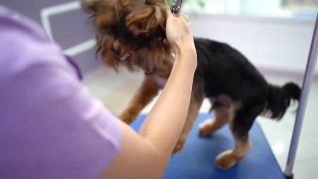 HOW TO GROOM A PUPPY that doesn't stop still for even a second !🐶✂️😅 смотреть онлайн