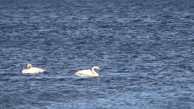 Лентяйский байдарочный поход по Белому морю. Лебединое утро на острове Вороний. Часть 4. смотреть онлайн