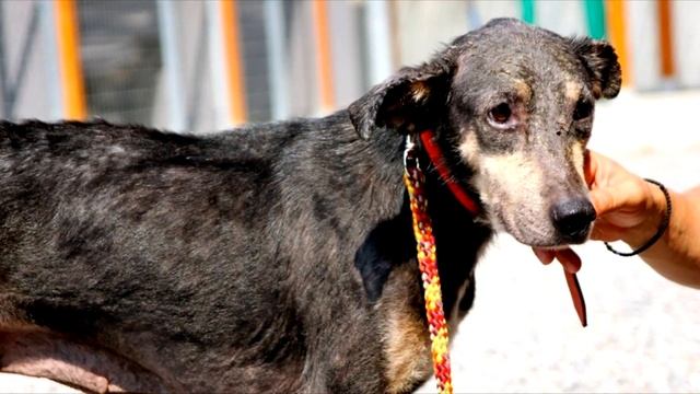 Брошенную собаку нашли в ужасном состоянии, всю в грязи и без шерсти, посмотрите на преображение смотреть онлайн