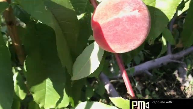 Персик Киевский Ранний смотреть онлайн