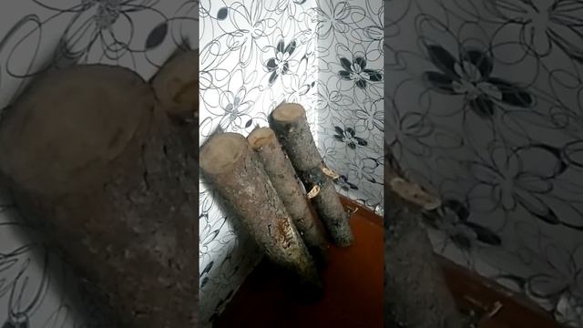 Манок (труба) на изюбря на рёв. смотреть онлайн