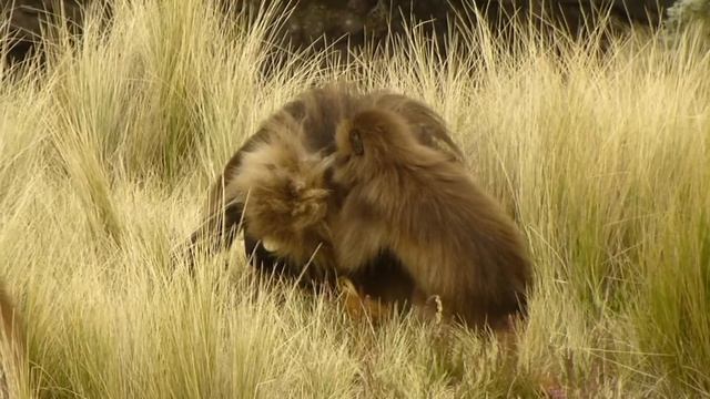 Gelada baboons in Ethiopia смотреть онлайн