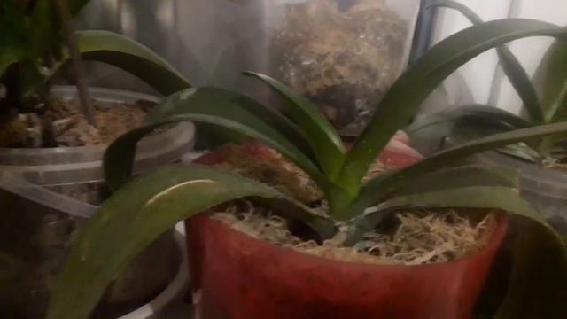 Обзор орхидей часть 3 .12.2018г смотреть онлайн