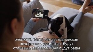 Как выбрать подходящую породу собаки для загородного дома: советы заводчиков