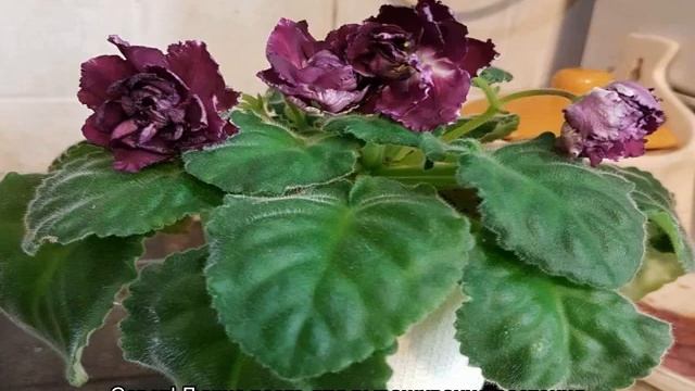 Фиалка Герцогиня — описание и характеристики сорта смотреть онлайн