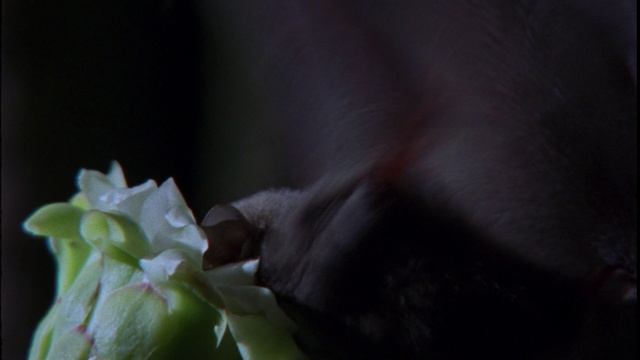 BBC: Планета Земля 5 серия «Пустыни» (сериал, 2006) смотреть онлайн