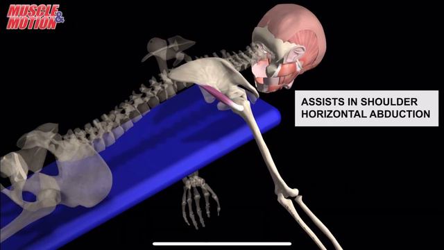 Малая круглая мышца. 3d anatomy. MUSCLE MOTION смотреть онлайн