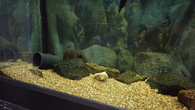 Зоопарк. Кира смотрит рыбок и больших змей/Zoo. Kira looks at fish and big snakes смотреть онлайн