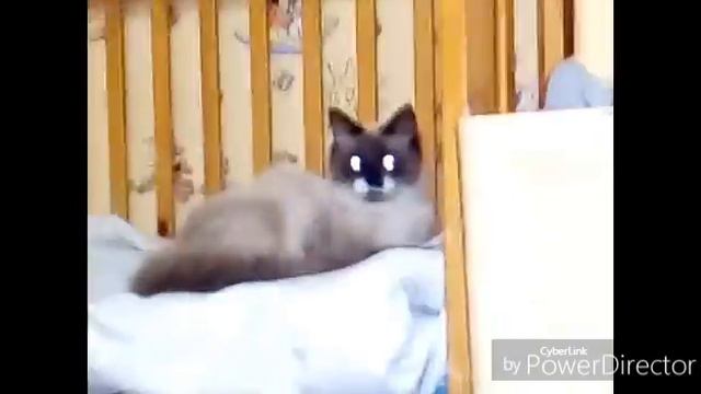 Мой попугай и кот ))) смотреть онлайн
