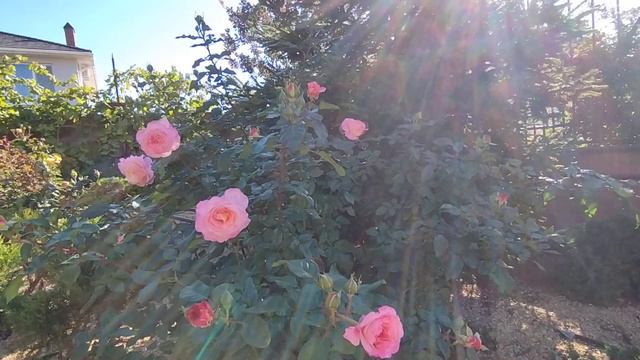 Августа Луиза в октябре смотреть онлайн