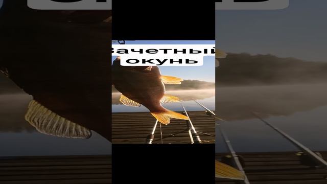 Зачетный окунь смотреть онлайн