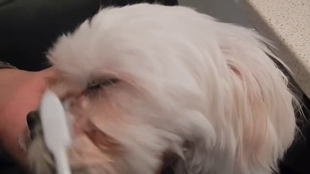 Review: Tear Stains Removal Products