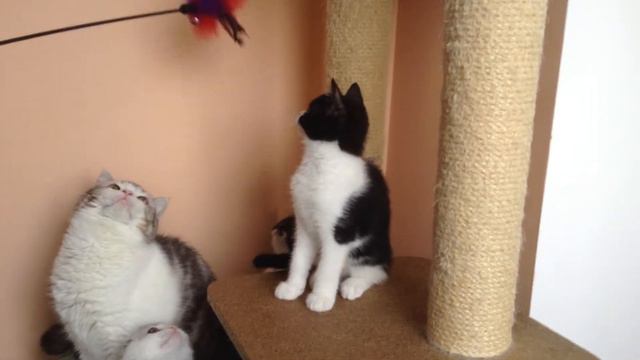 DAL RIATA LEPRIKON смотреть онлайн