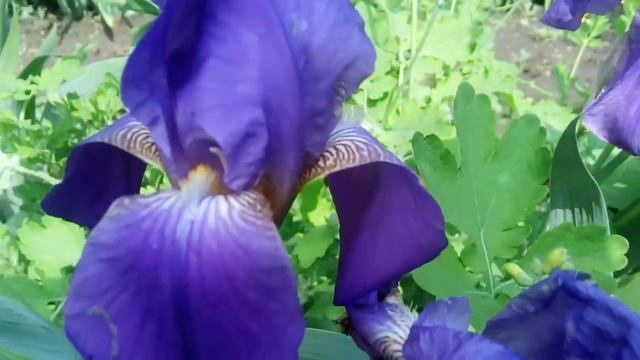 Цветущий фиолетовый ирис смотреть онлайн