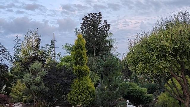 Рослини " велетні", дерева швидкоростучі 🥰 смотреть онлайн