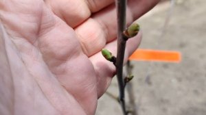 Колоновидная черешня Квин Мери сорт для Подмосковья цена саженца