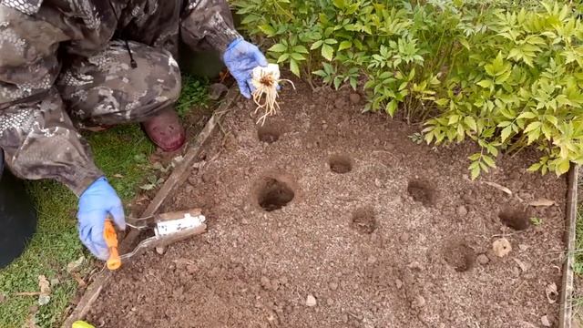 Самое время пересаживать лилии. смотреть онлайн