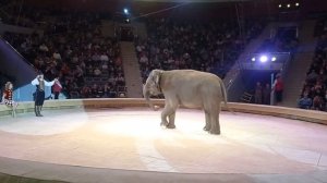 Цирк Девочка и слон