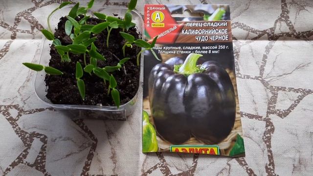 Супер всхожесть за 10 дней. Перцы и баклажаны без замочки семян. Обзор рассады. смотреть онлайн
