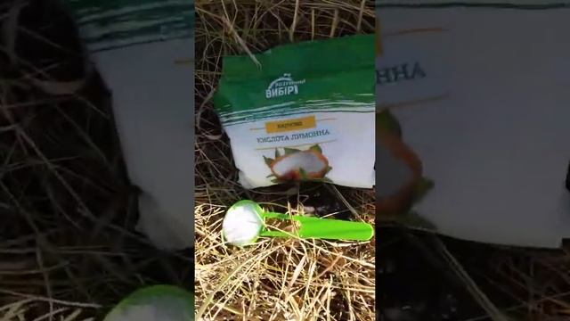 Как лечить чёрный рак яблони How to treat black apple cancer #shorts смотреть онлайн