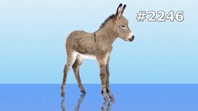 #2246. Ослы (В мире животных) смотреть онлайн