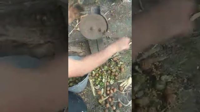 Как почистить ведро орехов грецких смотреть онлайн