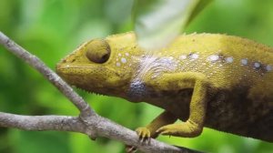 Хамелеон это удивительное животное