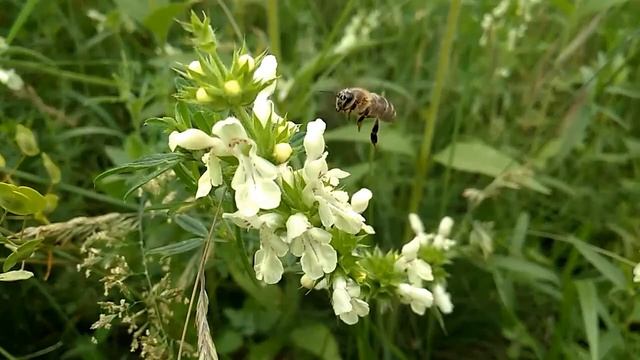 Степь Донецкая ?Max Oazo's music #bozkir #steppe #степьдонецкая #степноймед #maxoazomusic #deephous смотреть онлайн
