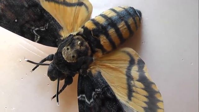 БРАЖНИКИ: 16. Acherontia Atropos (Бражник Мёртвая Голова)