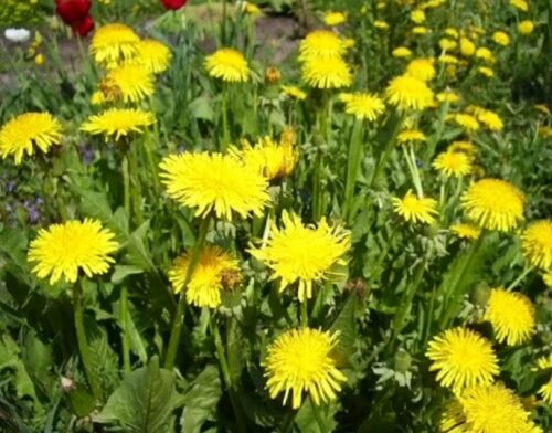 Одуванчики (нетрадиционная техника рисования) смотреть онлайн