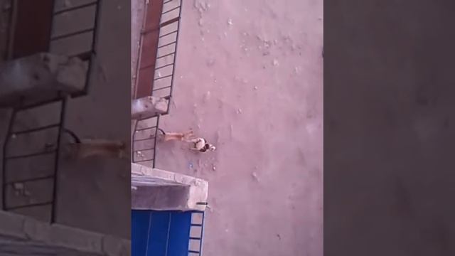 UNITA Adalberto da Costa Junior espanca MPLA. смотреть онлайн