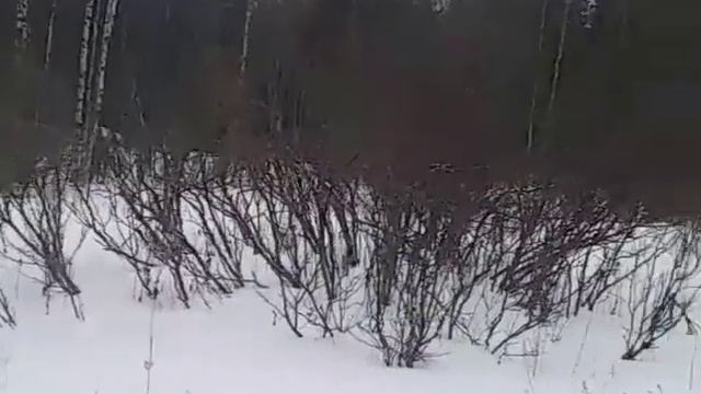 ЛОСЬ БЫЛ БЛИЗКО! ПРОГУЛКА ВДОЛЬ РЕКИ. смотреть онлайн