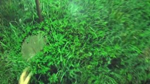 Ловля ночных бабочек бражников на свет.  Часть 1.