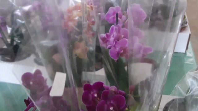 Ceagesp Orquídeas Lindas e Entouceiradas e Algumas Diferentes смотреть онлайн