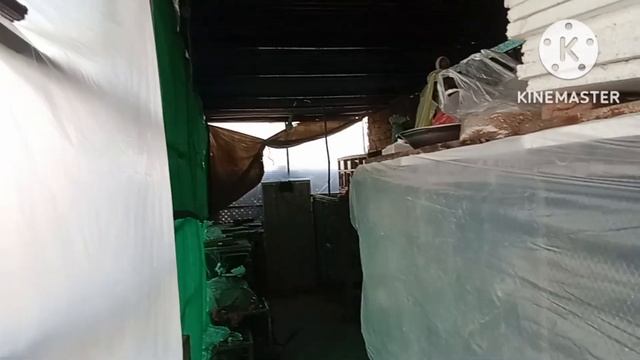 java finch breeding progress result | java breeding tipc | java bird future in Pakistan 2023/2024 смотреть онлайн