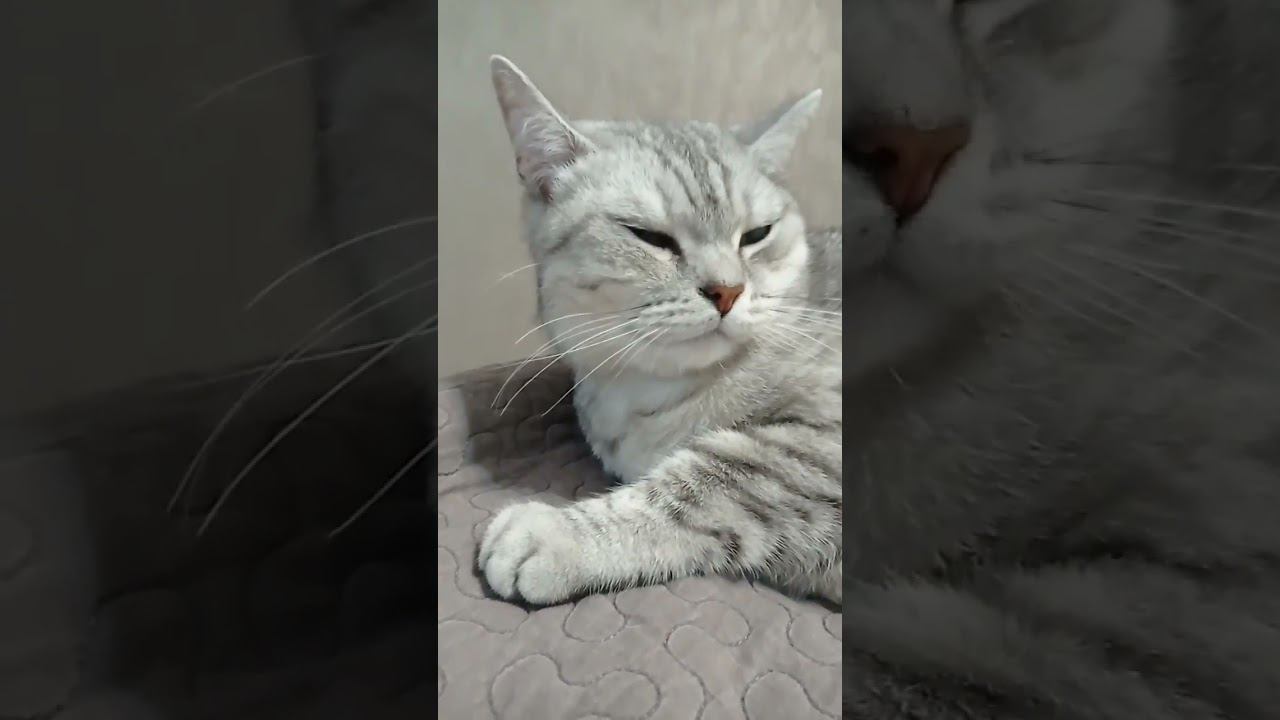 Ты не любишь дьявола? #shorts смотреть онлайн
