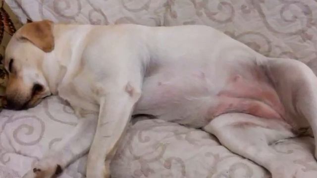 Собака родила щенят, но через пару часов стала кидаться на хозяйку и кусать малышей и вот почему смотреть онлайн