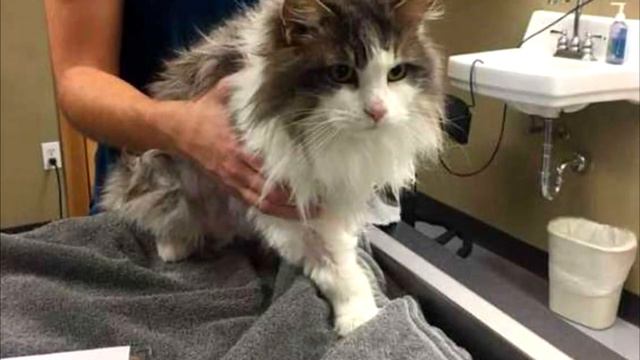 В ВЕТКЛИНИКУ ПРИВЕЗЛИ КОТА, ЕДВА НЕ ЗАМЕРЗШЕГО НАСМЕРТЬ В СНЕГУ, ОН УЖЕ НЕ ПОДАВАЛ ПРИЗНАКОВ ЖИЗНИ смотреть онлайн