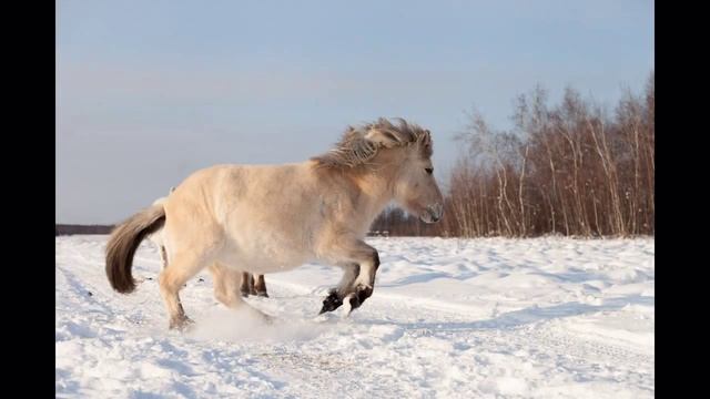Якутские лошади в фотографиях смотреть онлайн